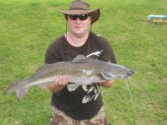 Marbled Tiger Catfish (640x480)