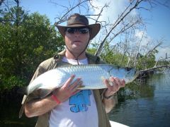 Tarpon