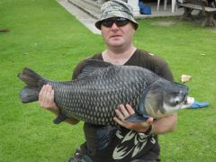 Siamese Carp