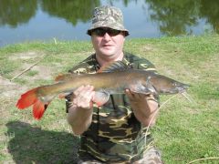 Asian Red Tail Catfish (640x480)
