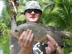 Tilapia