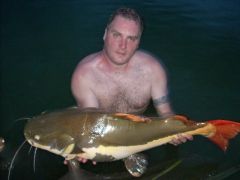 Amazon Red Tail Catfish