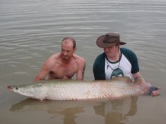 Arapaima