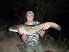 Wels Catfish