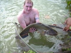 Wallago Leeri Catfish