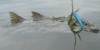 post-13097-1318017394_thumb.jpg