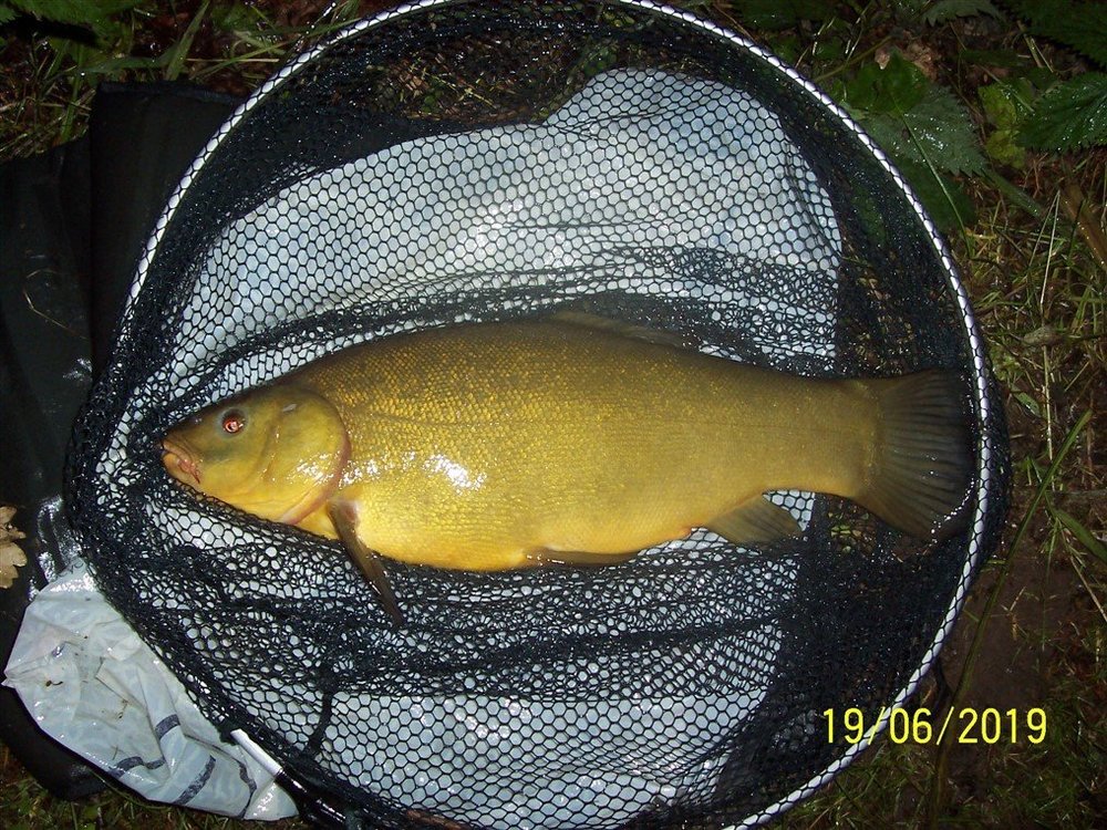 Tench 7-7.jpg