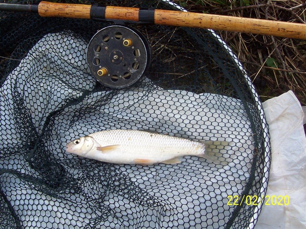 Dace 13oz.jpg