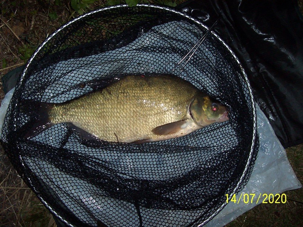 Bream 5-10.jpg
