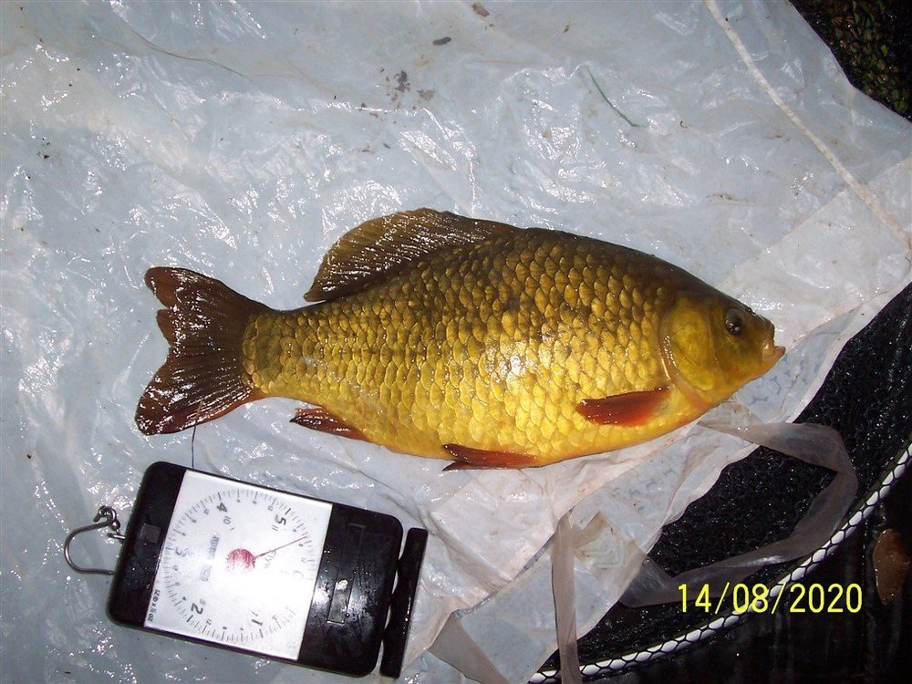 Crucian 3-01.jpg