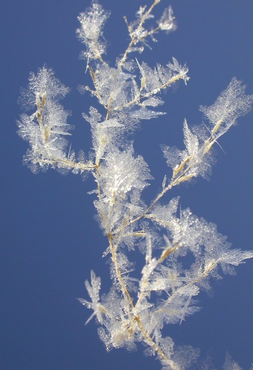 grassfrost.jpg