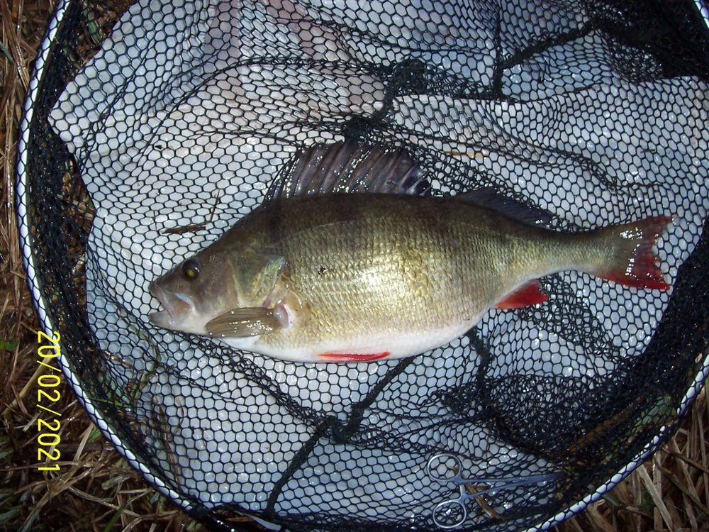 Perch 3lb 10oz.jpg